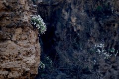 北京首次发现国家二级保护野生植物槭叶铁线莲
